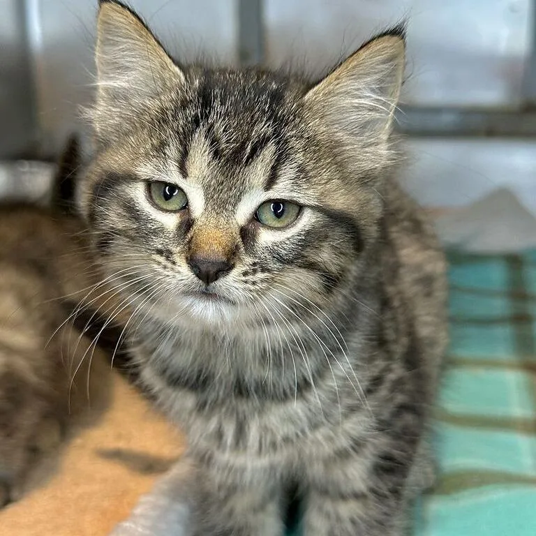 A baby small-sized female Black Domestic Medium Hair cat named Radiance for adoption in Matteson, IL