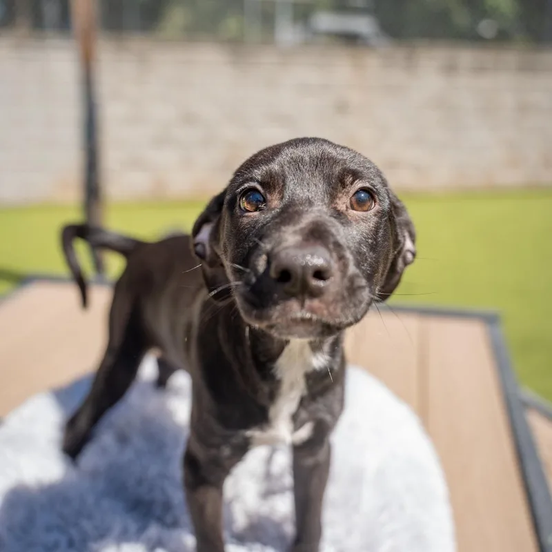 A baby medium-sized male Terrier dog named Chi for adoption in Gainesville, GA