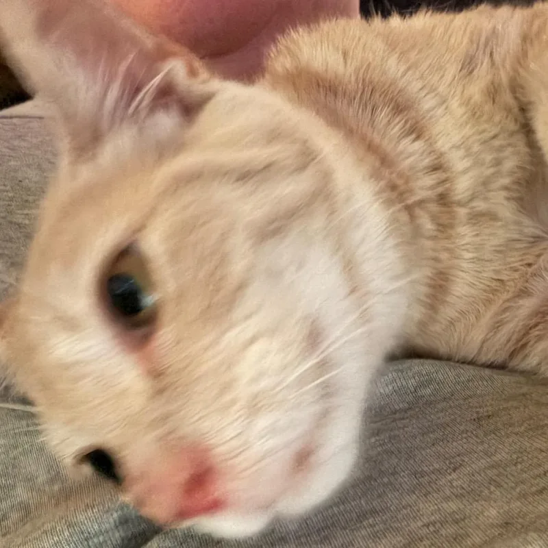 A baby small-sized female Buff / Tan / Fawn Domestic Short Hair cat named Tennille Willingham for adoption in Toms Brook, VA