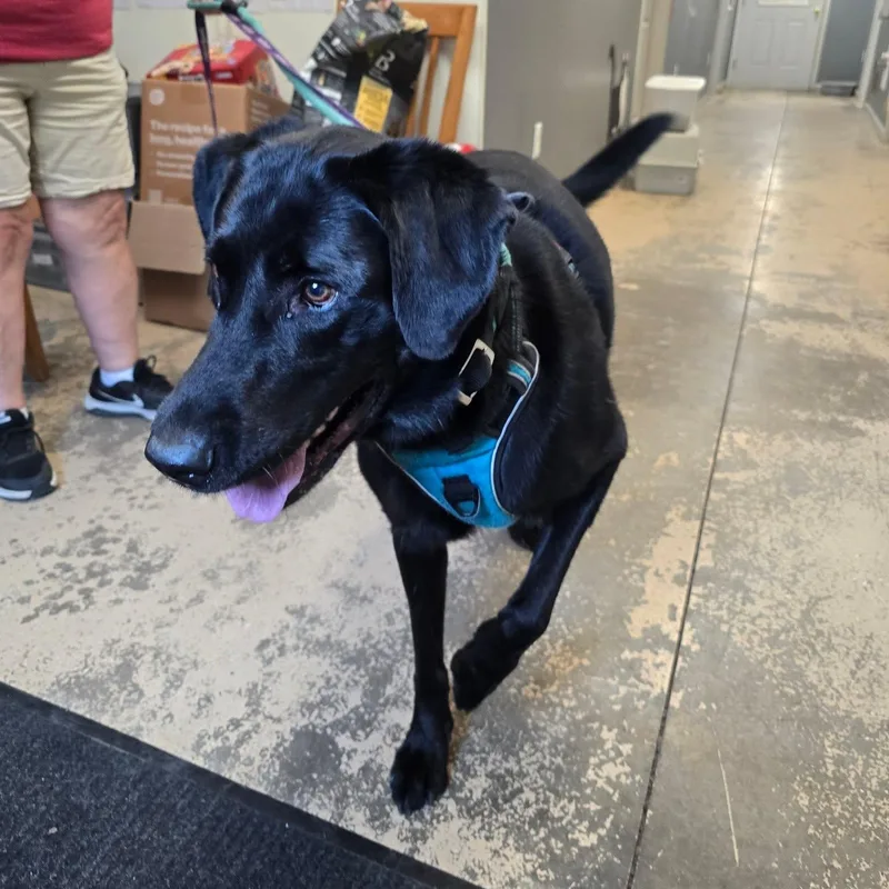 An adult large-sized male Black Labrador Retriever dog named Jack for adoption in Saint Marys, PA