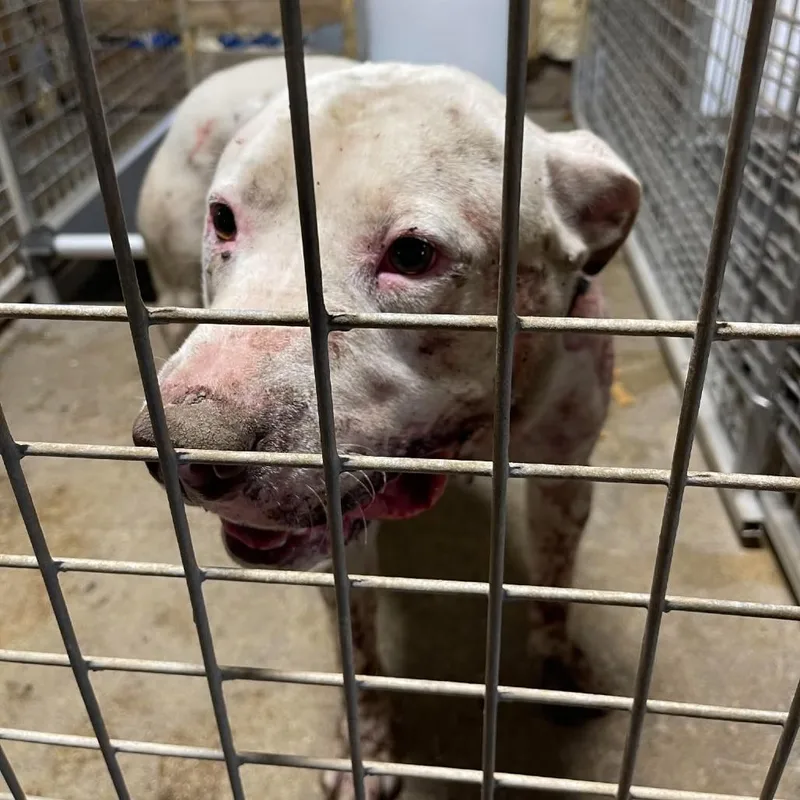 An adult small-sized male White / Cream Mixed Breed dog named Offset Stray Hold for adoption in Huntington, WV