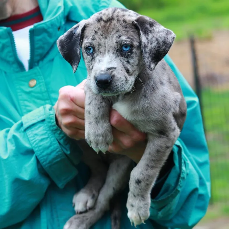 A baby medium-sized female Gray / Blue / Silver Catahoula Leopard Dog dog named Ct Chanterelle Avail May for adoption in Stormville, NY