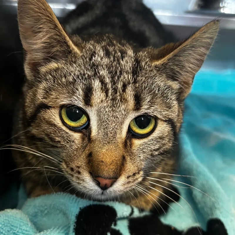 An adult medium-sized male Brown / Chocolate Domestic Short Hair cat named Curry for adoption in Bristol, IN