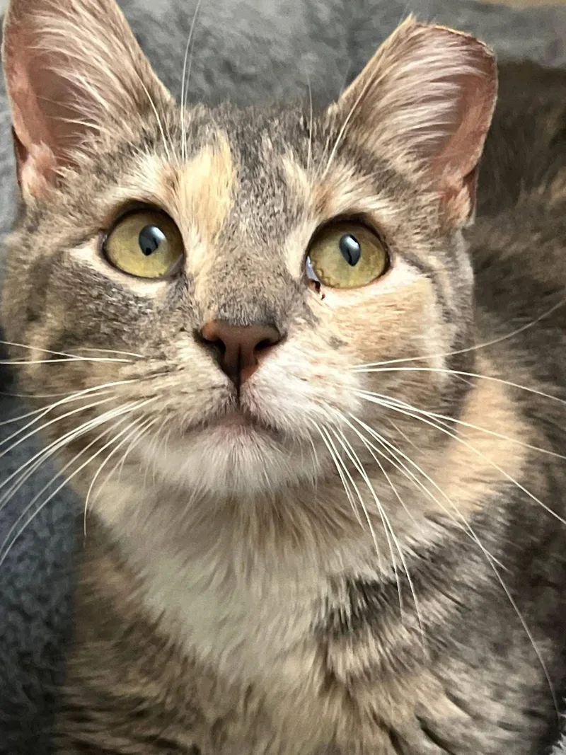 Judy Garland thumbnail 2