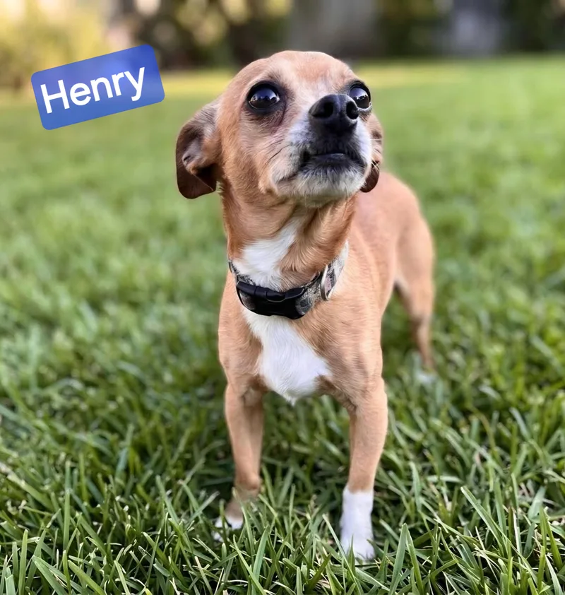 Henry thumbnail 4