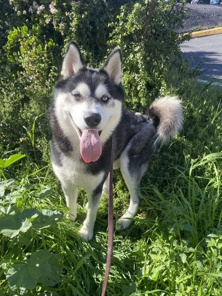 An adult large-sized male Siberian Husky dog named Nike for adoption in San Diego, CA