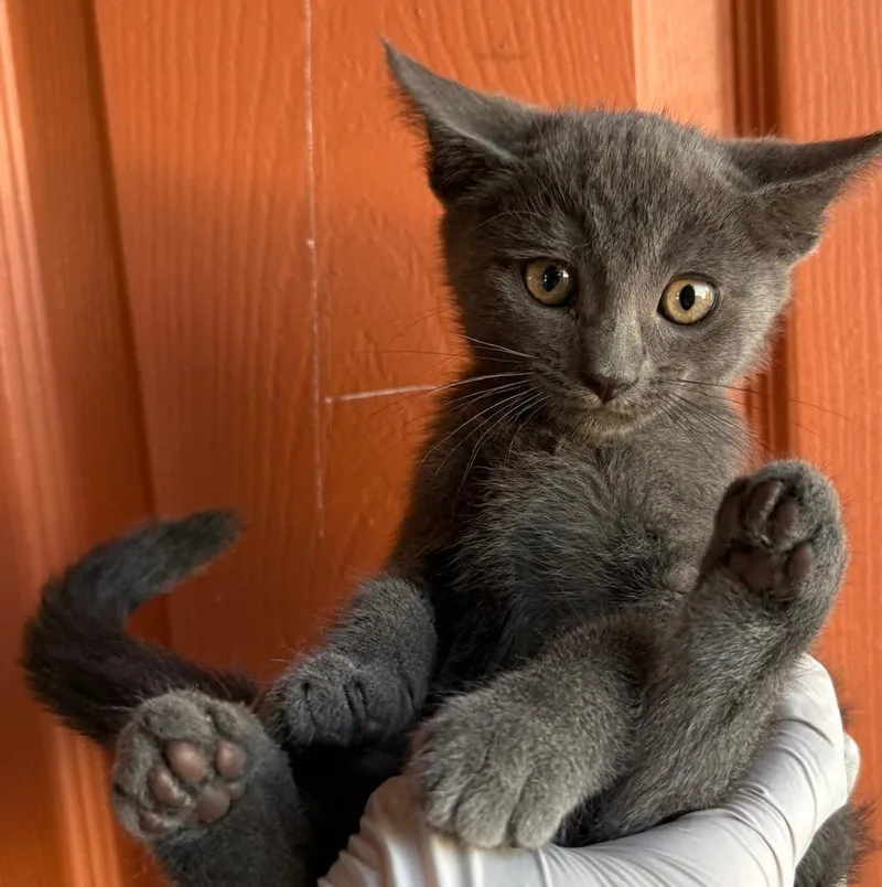 A baby medium-sized female Gray / Blue / Silver Domestic Short Hair cat named Amelia for adoption in Huntington Beach, CA