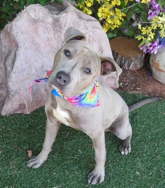 A young medium-sized male Pit Bull Terrier dog named Ernie for adoption in Oklahoma City, OK