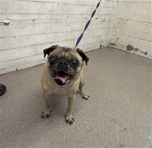 An adult small-sized female Pug dog named Skye for adoption in San Bernardino, CA