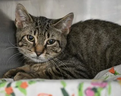A baby small-sized male Domestic Short Hair cat named Pidgey for adoption in West Seneca, NY