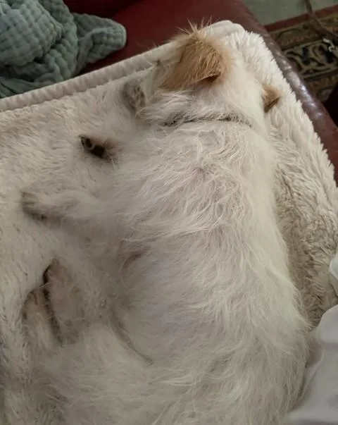 An adult small-sized male White / Cream Terrier dog named Wally for adoption in Clatskanie, OR