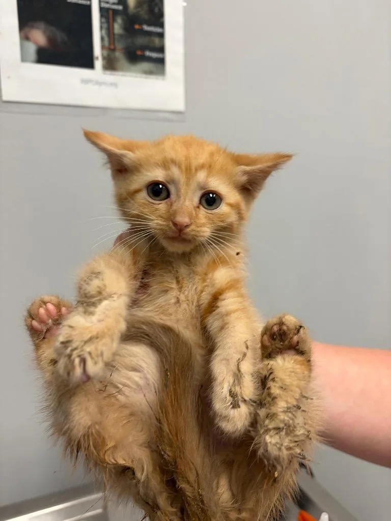 A baby medium-sized female Domestic Short Hair cat named Ruth for adoption in Bloomington, IN