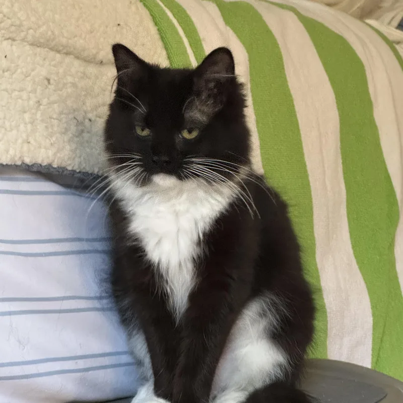 A baby medium-sized female Black & White / Tuxedo American Shorthair cat named Serrano for adoption in North Kingstown, RI