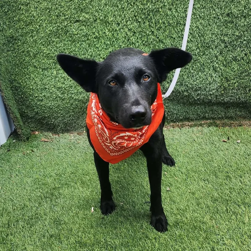 A young large-sized female Black Labrador Retriever dog named Beauty for adoption in Oak Point, TX