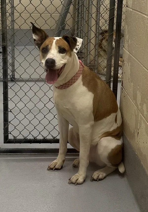 An adult large-sized female Pit Bull Terrier dog named Pen  Nana for adoption in Lawrenceville, GA