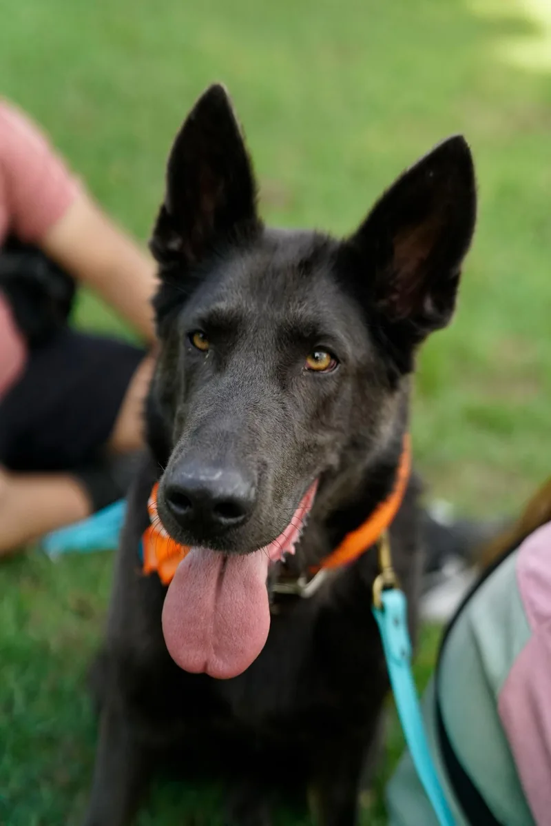 An adult large-sized female German Shepherd Dog dog named Harley for adoption in Pasadena, CA