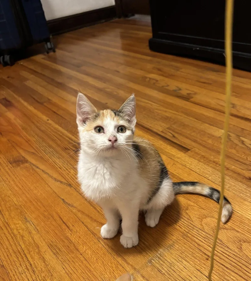 A young medium-sized female Domestic Short Hair cat named Mae for adoption in Zimmerman, MN