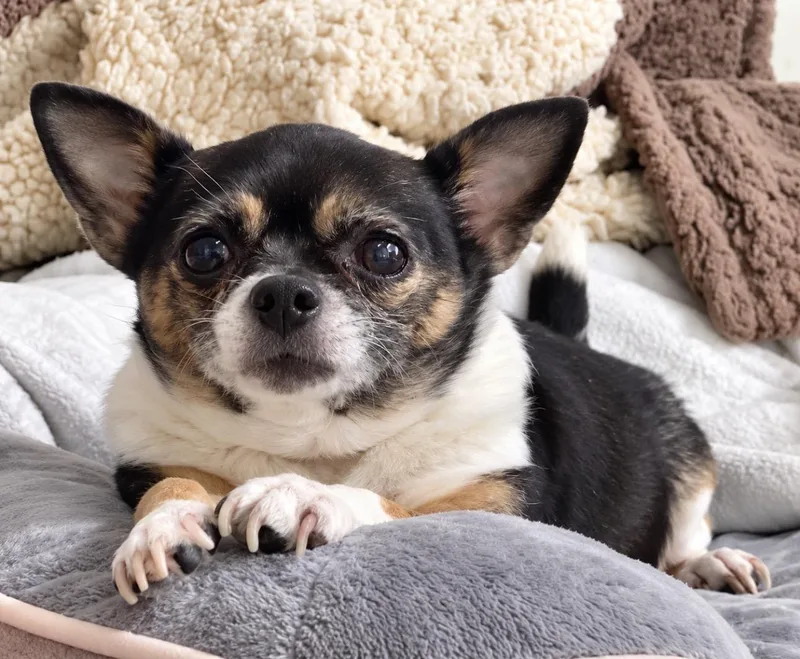 A senior small-sized female Tricolor (Brown, Black, & White) Chihuahua dog named Downy for adoption in Grand Prairie, TX