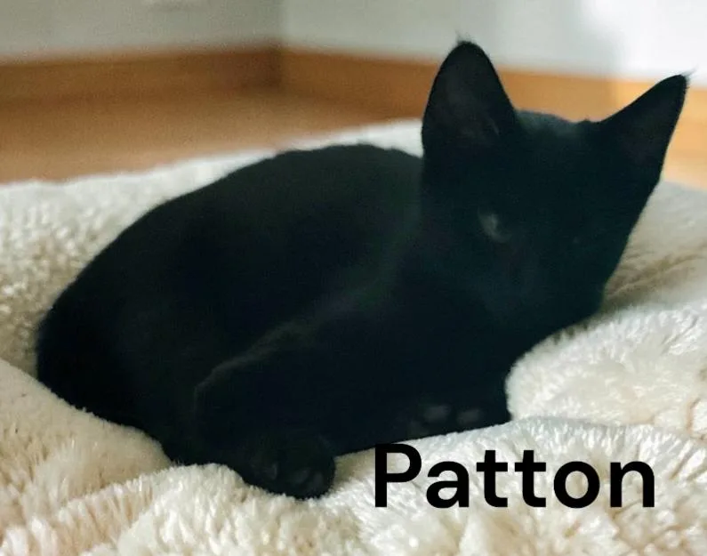 A baby medium-sized male Gray / Blue / Silver Domestic Short Hair cat named Patton for adoption in Weems, VA
