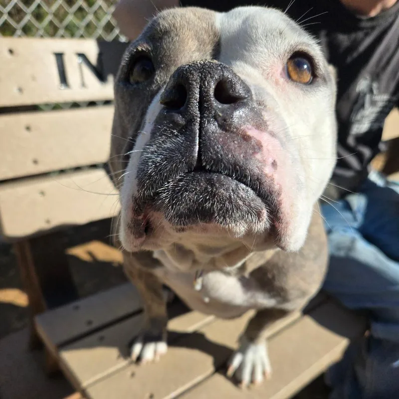 An adult medium-sized female Brown / Chocolate American Bulldog dog named Queenie for adoption in Galveston, TX