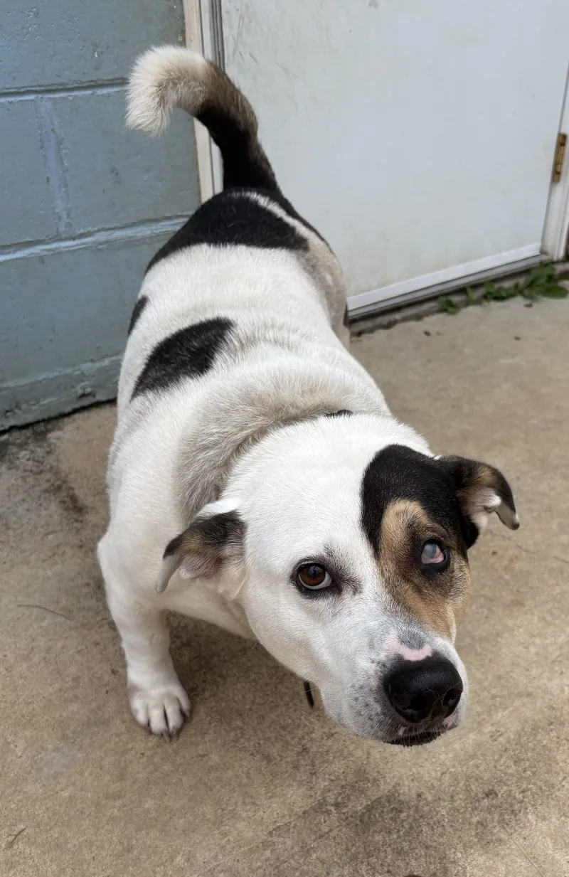 A senior medium-sized male Terrier dog named Wilbur for adoption in Charles City, IA