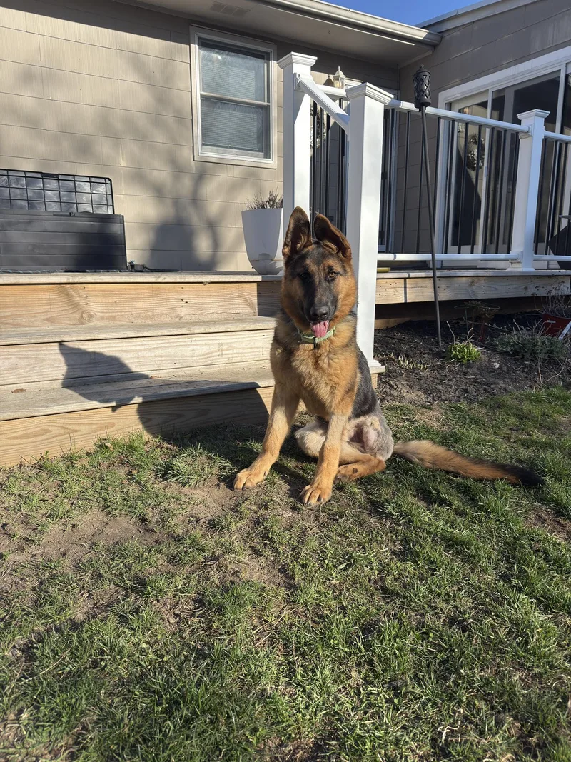 A baby extra large-sized male German Shepherd Dog dog named Drake for adoption in Holbrook, NY