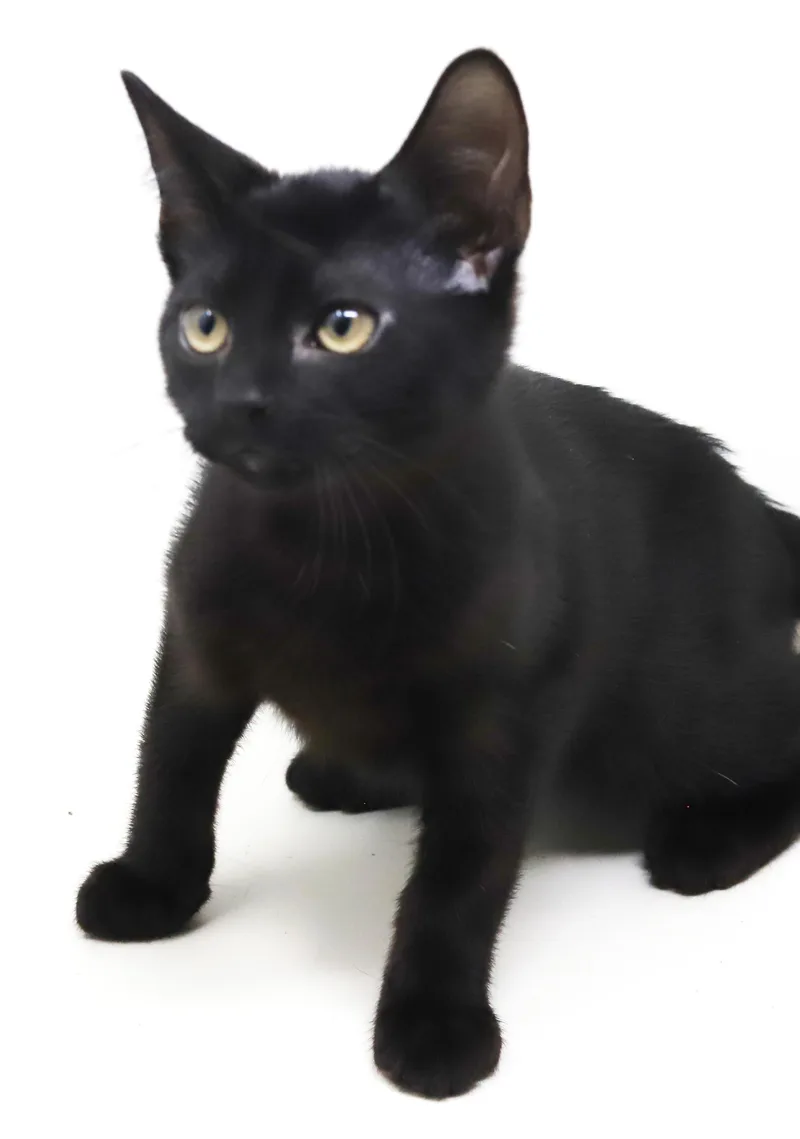 A baby small-sized male Black Bombay cat named Flame  What a for adoption in Bedford Hills, NY