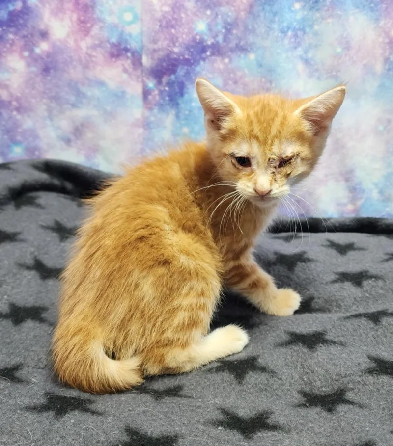 A baby small-sized female Domestic Short Hair cat named Bear for adoption in Washington Court House, OH