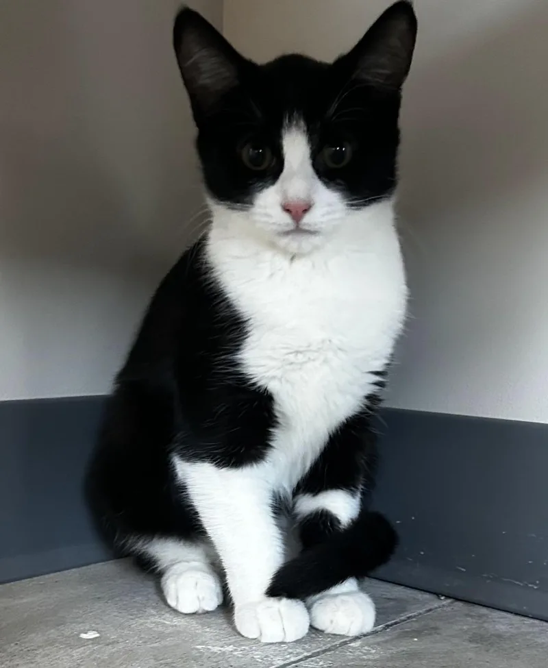 A baby small-sized female Black & White / Tuxedo Domestic Short Hair cat named Roxy for adoption in Lexington, MI