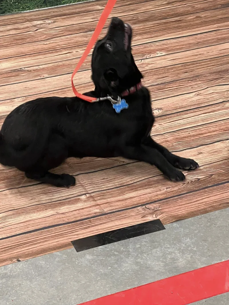 Puppy Glory thumbnail 2