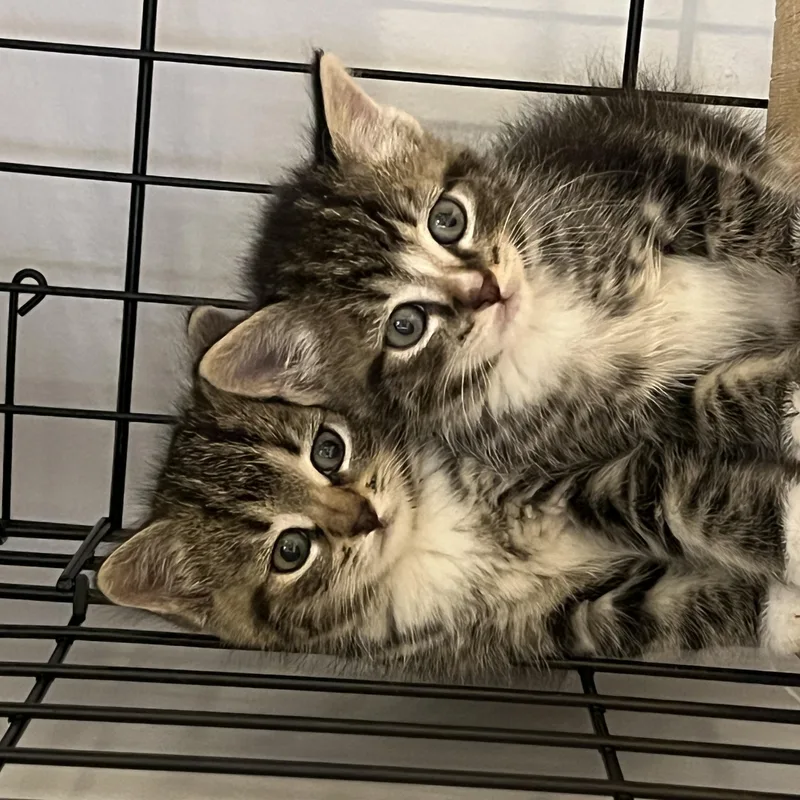 A baby medium-sized female Tabby (Brown / Chocolate) Domestic Short Hair cat named Miss Piggy for adoption in Manorville, NY