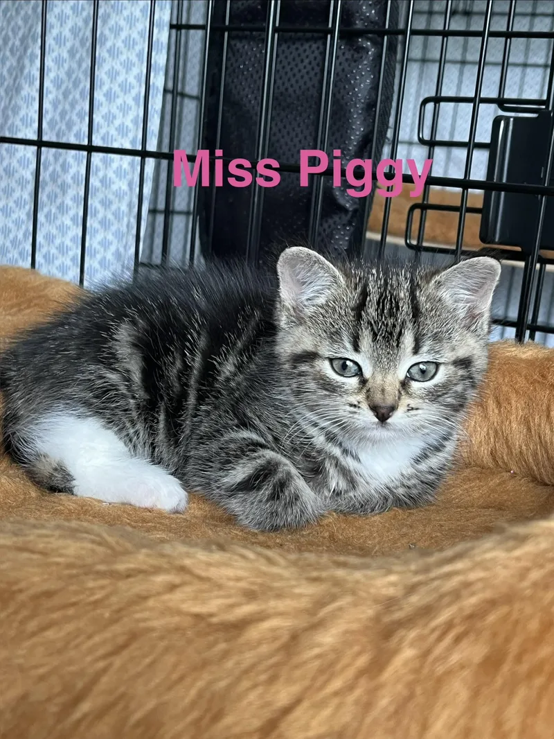 Miss Piggy thumbnail 6