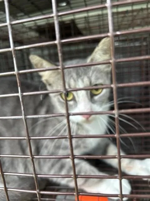 A young small-sized female Domestic Short Hair cat named A for adoption in Houston, TX