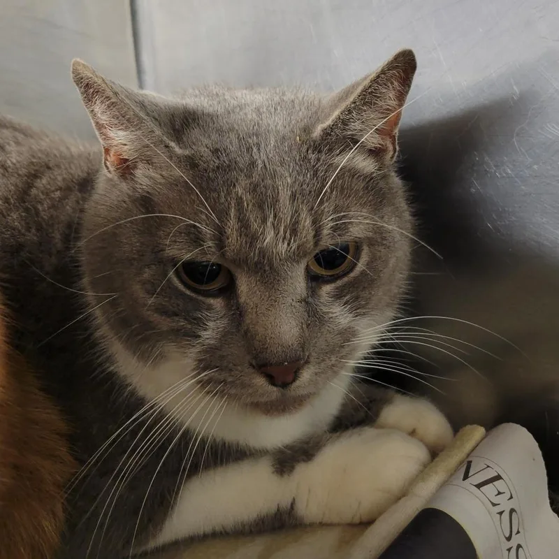 An adult large-sized male Gray / Blue / Silver Domestic Short Hair cat named Tomtom for adoption in Ruckersville, VA