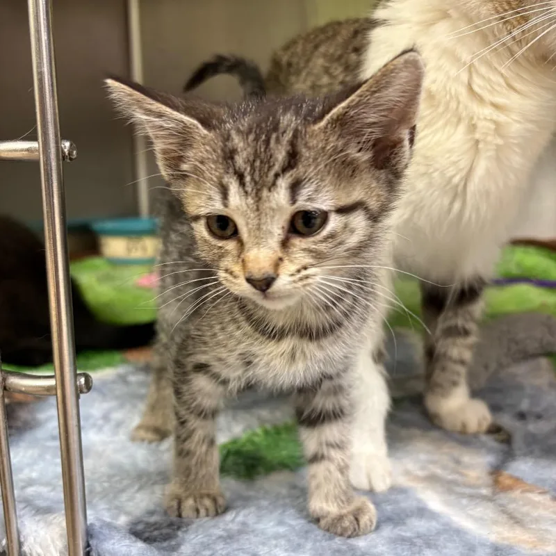 A baby small-sized female Brown / Chocolate Domestic Short Hair cat named Nova for adoption in Springfield, IL