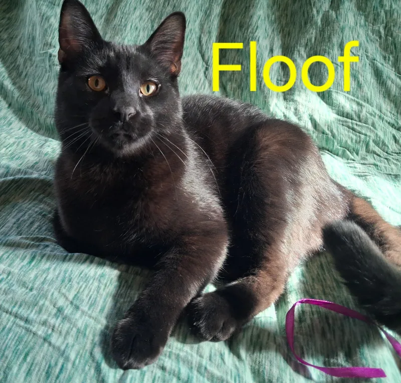 A young medium-sized male Black Domestic Short Hair cat named Floof for adoption in Peoria, IL