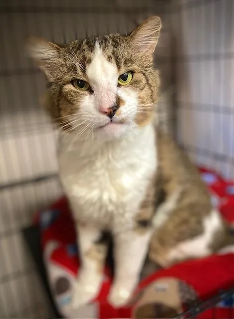 An adult medium-sized male Domestic Long Hair cat named Cinco for adoption in Duxbury, MA