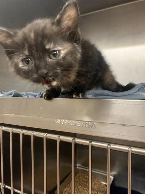A baby small-sized female Domestic Short Hair cat named Molly for adoption in Casper, WY