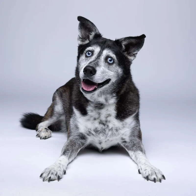 A senior medium-sized female Black Mixed Breed dog named Afina for adoption in Mentor, OH