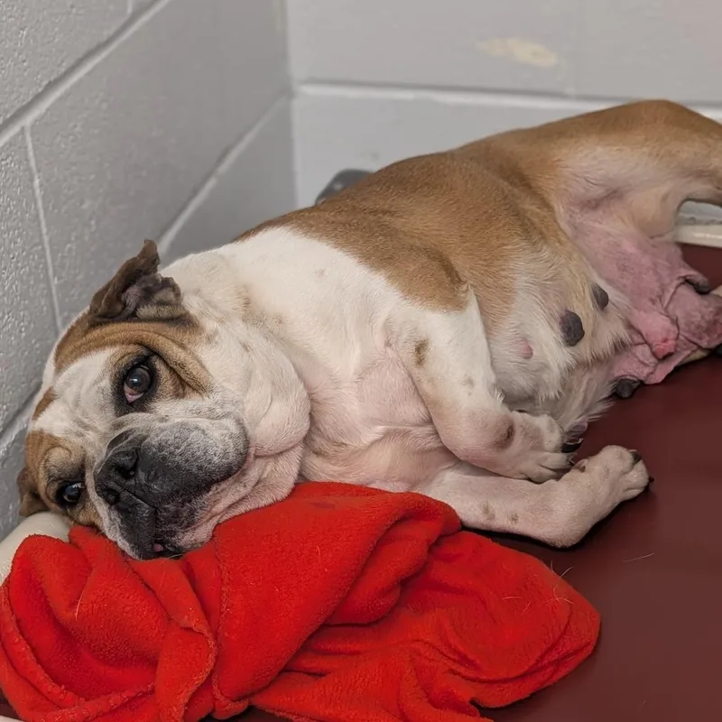 An adult medium-sized female White / Cream Beagle dog named Faith for adoption in Delaware, OH