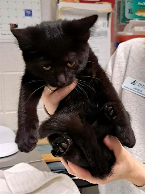 A baby small-sized female Domestic Short Hair cat named Angelou for adoption in Easton, MD