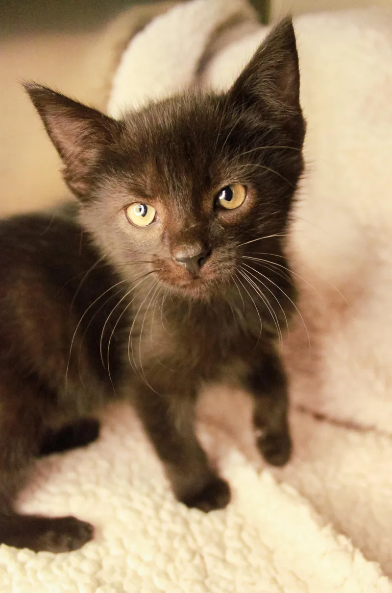 A baby medium-sized female Black Domestic Short Hair cat named Chaos for adoption in Ona, WV