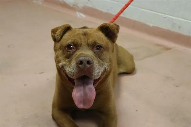 An adult medium-sized male Mixed Breed dog named Rodeo for adoption in Columbia, SC