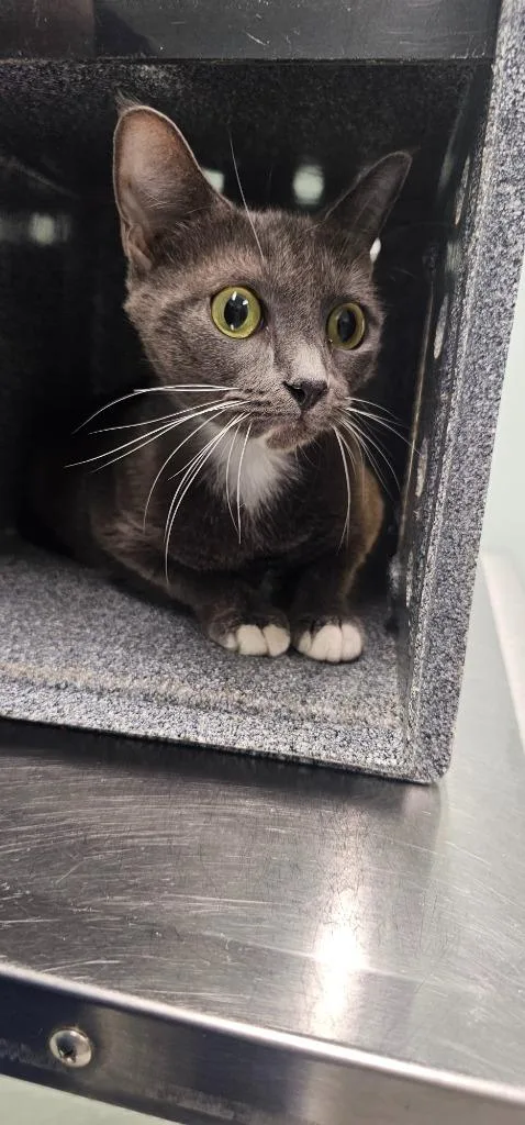 A young small-sized female Domestic Short Hair cat named Rose for adoption in Athens, TN