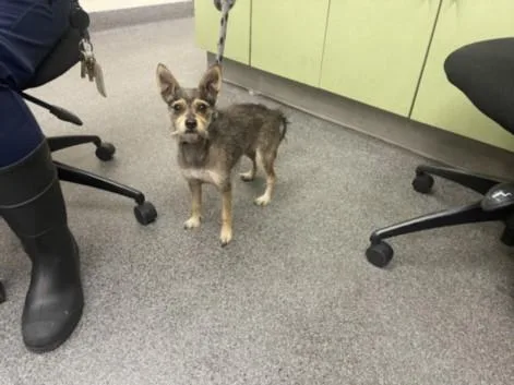 An adult small-sized female Chihuahua dog named Nina for adoption in Los Angeles, CA