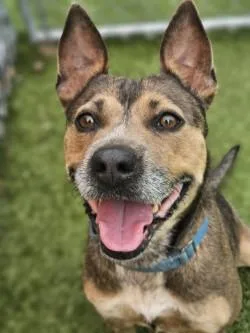 An adult medium-sized female Mixed Breed dog named Lady Bug for adoption in Savannah, GA