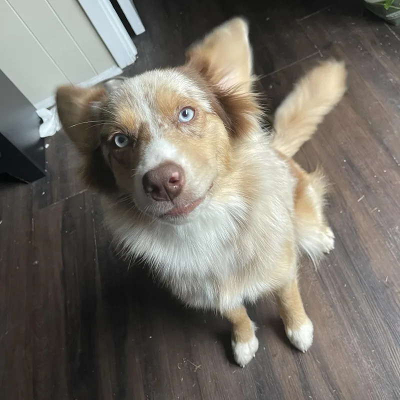 Mocha