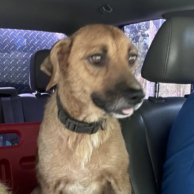 An adult small-sized female Brown / Chocolate Mixed Breed dog named Brunette for adoption in Mount Gilead, NC