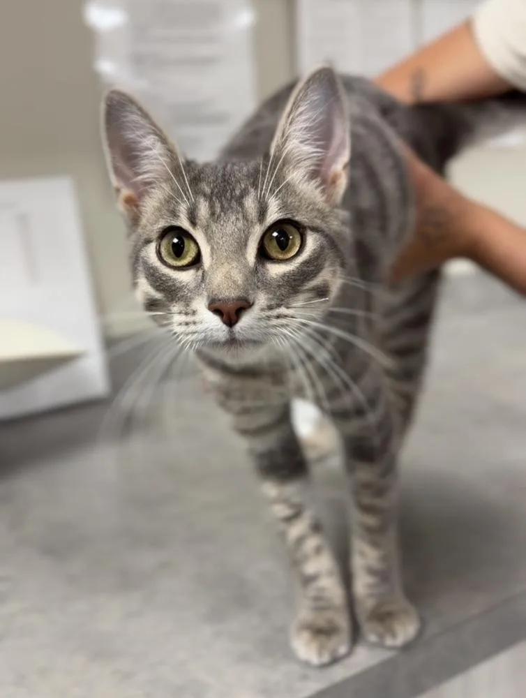 An adult medium-sized male Gray / Blue / Silver Domestic Short Hair cat named Bean for adoption in Bemidji, MN