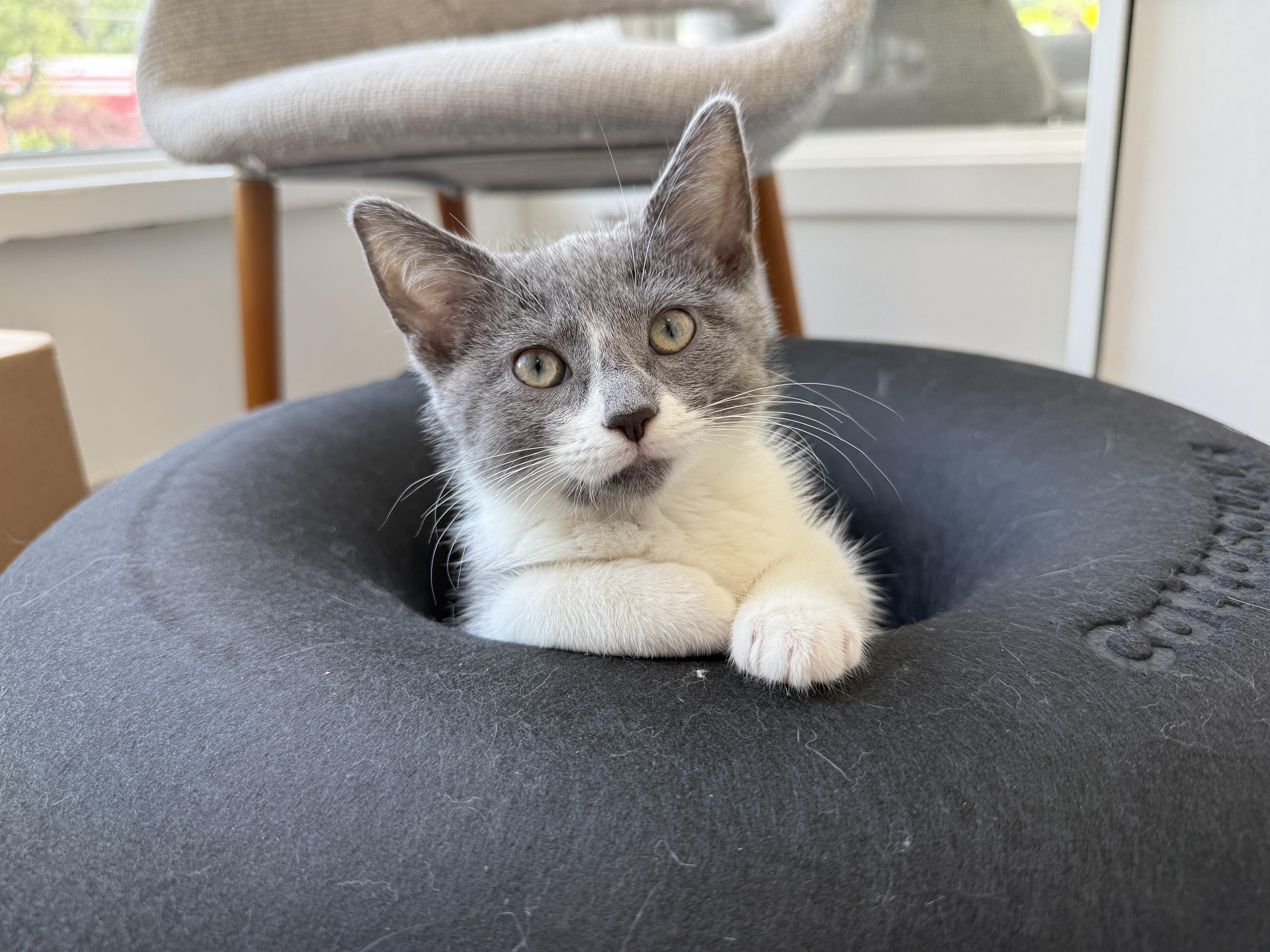 A baby medium-sized female Domestic Short Hair cat named Tofu for adoption in Evanston, IL